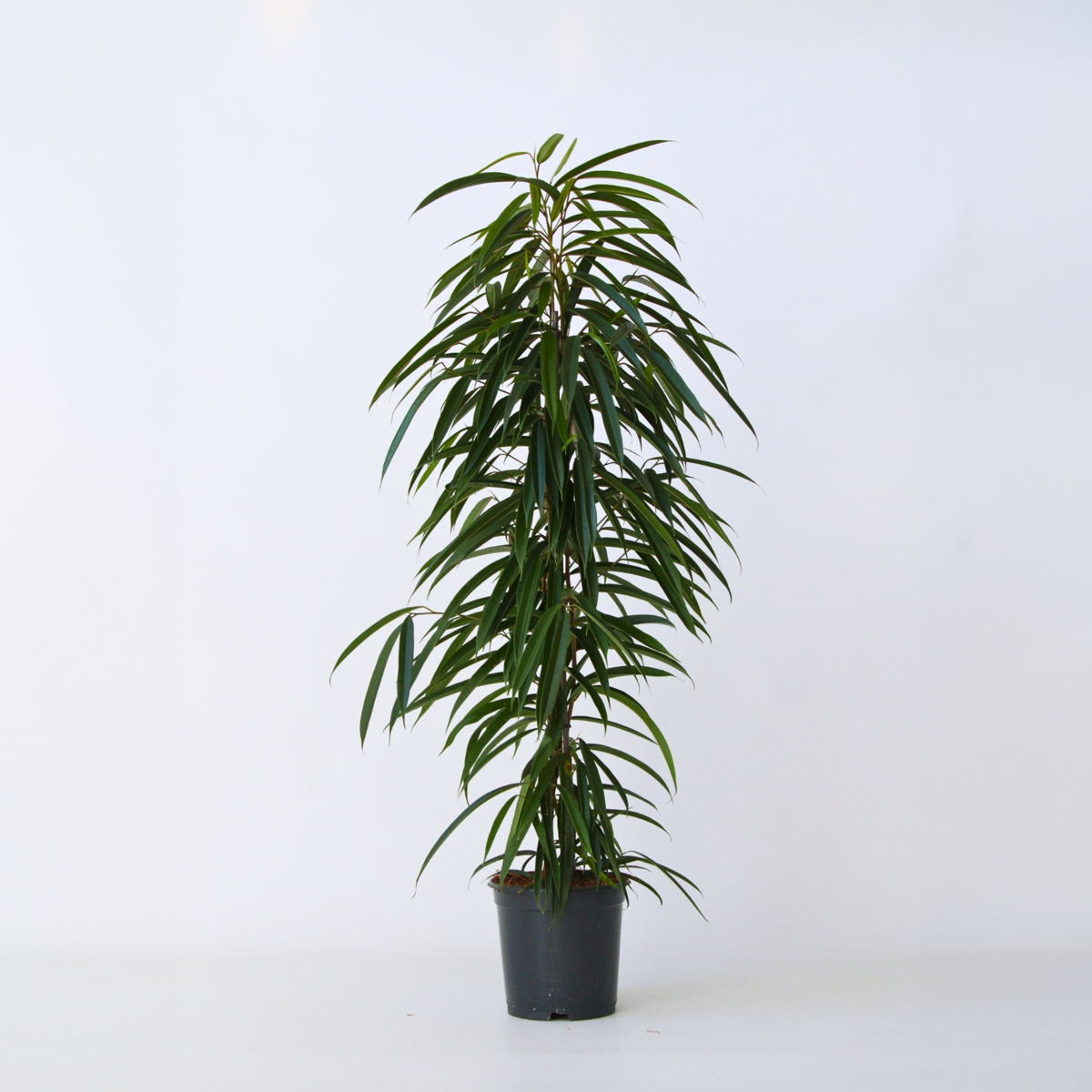 Florastore Geigenpflanze - Ficus Binnendijkii - Höhe 100-110Cm - ⌀21Cm