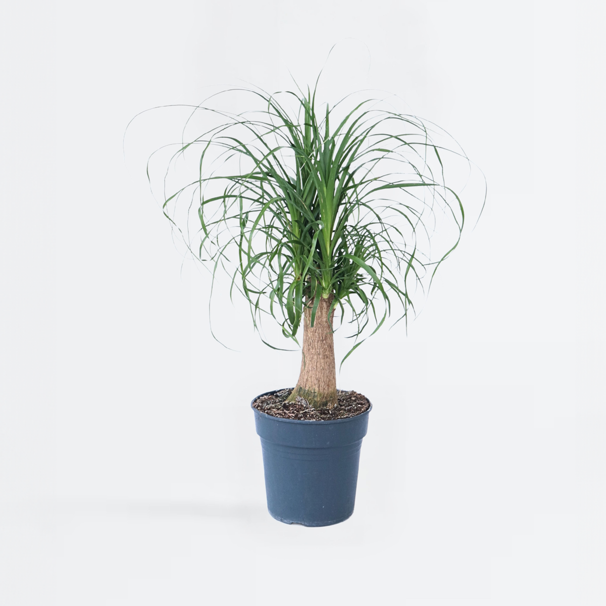 Florastore Elefantenfuß - Beaucarnea 'Recurvata' - Höhe 60-70Cm - ⌀21Cm