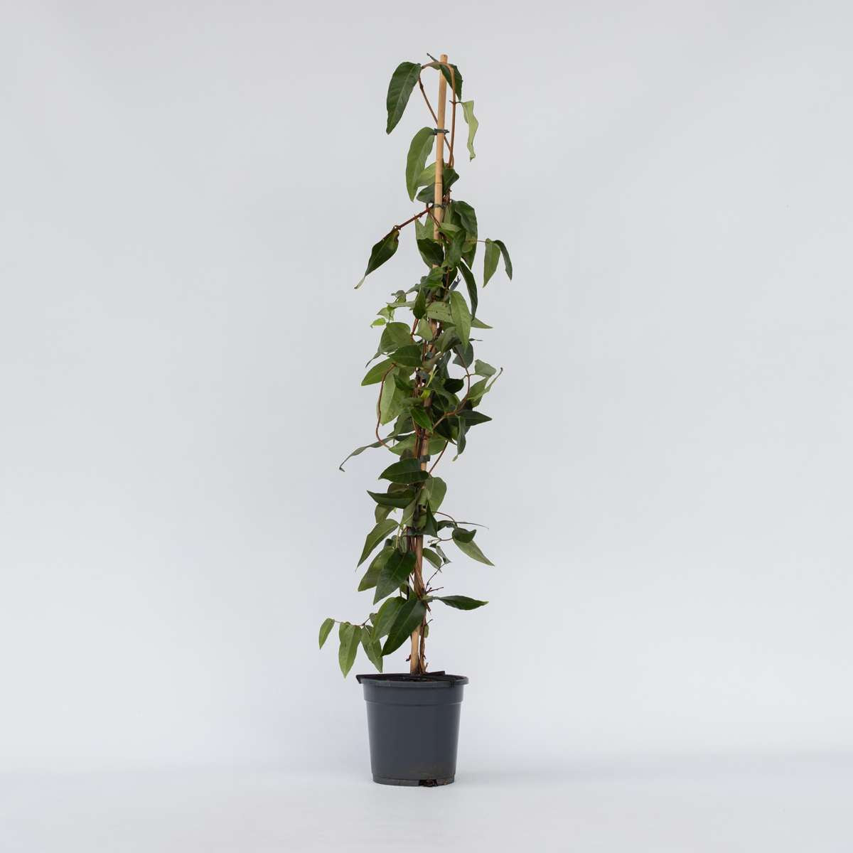 Florastore Geißblatt - Lonicera Henryi 'Copper Beauty' - Höhe 110-120Cm - ⌀17Cm