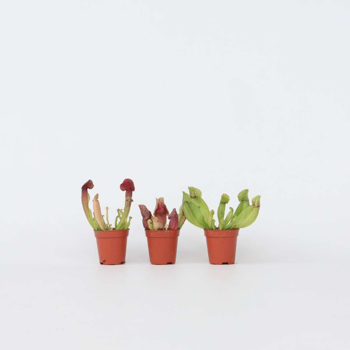 Florastore Schlauchpflanze - 3 Stk - Sarracenia Purpurea - Höhe 10Cm - ⌀6Cm