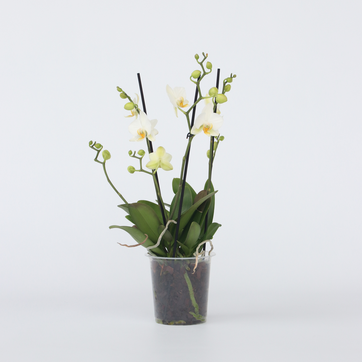 Florastore Schmetterlingsorchidee - Phalaenopsis Multiflora - Höhe 35-45Cm - ⌀12Cm