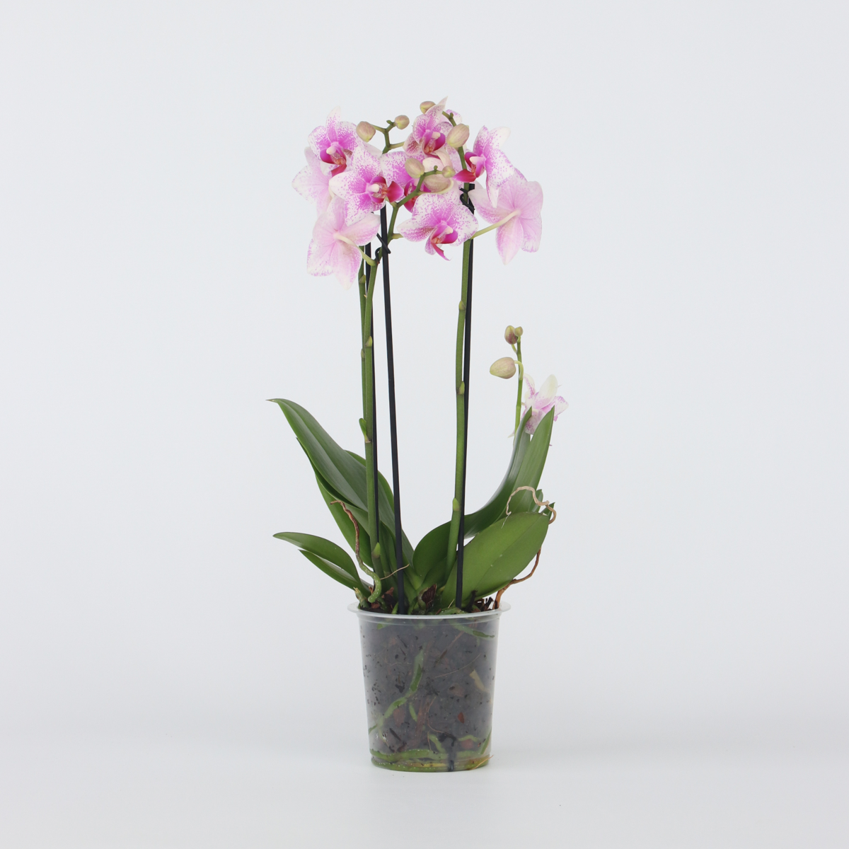 Florastore Schmetterlingsorchidee - Phalaenopsis Multiflora - Höhe 35-45Cm - ⌀12Cm