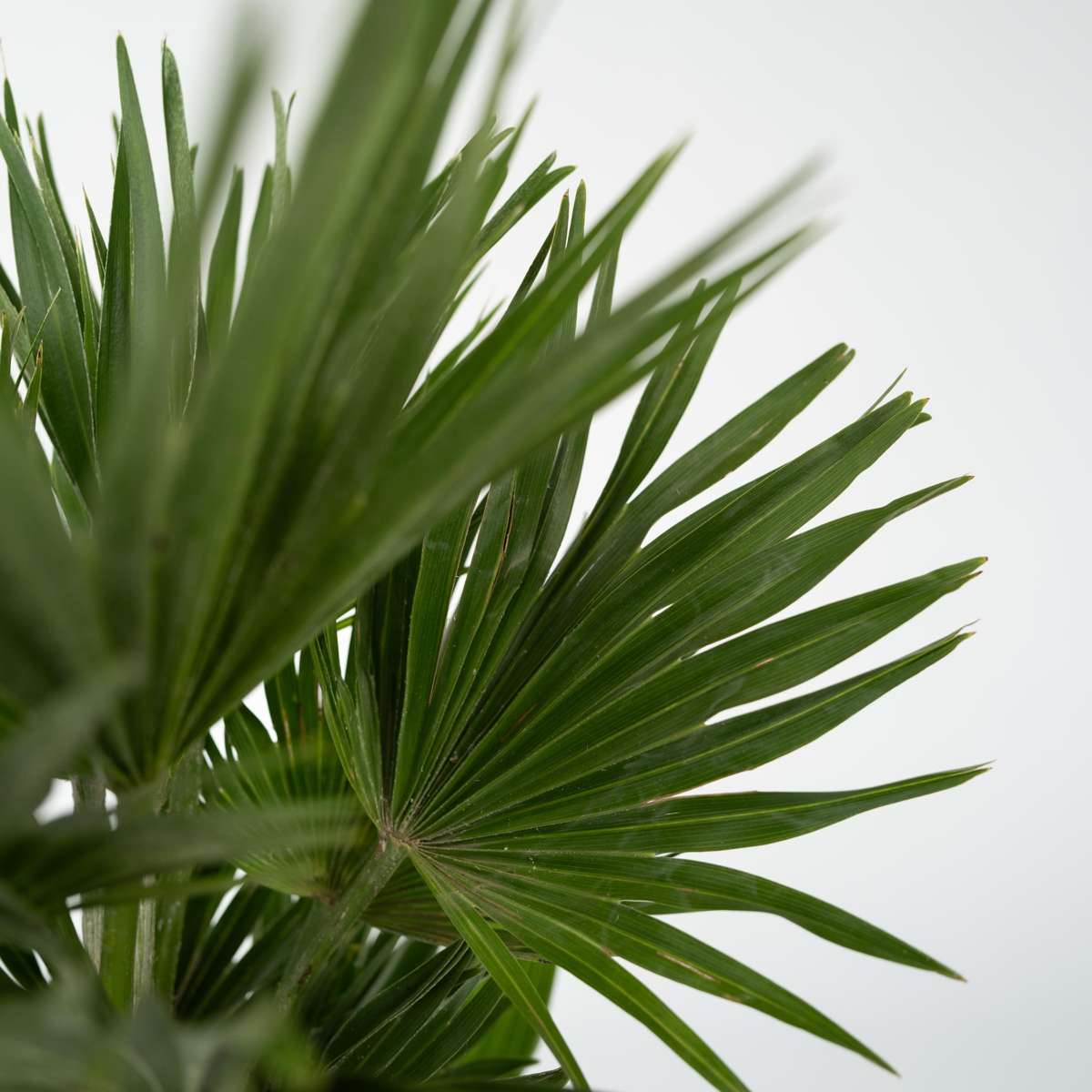 Florastore Vulkan Zwergpalme - Chamaerops 'Vulcano' - Höhe 45-55Cm - ⌀24Cm