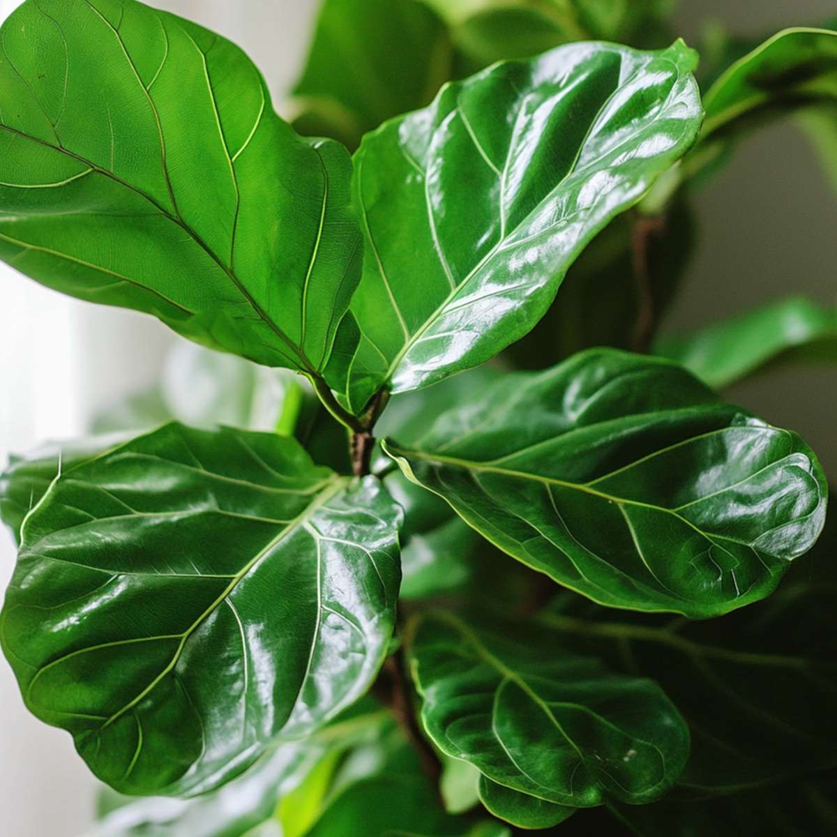 Florastore Geigenpflanze - Ficus Lyrata - Höhe 70-90Cm - ⌀21Cm