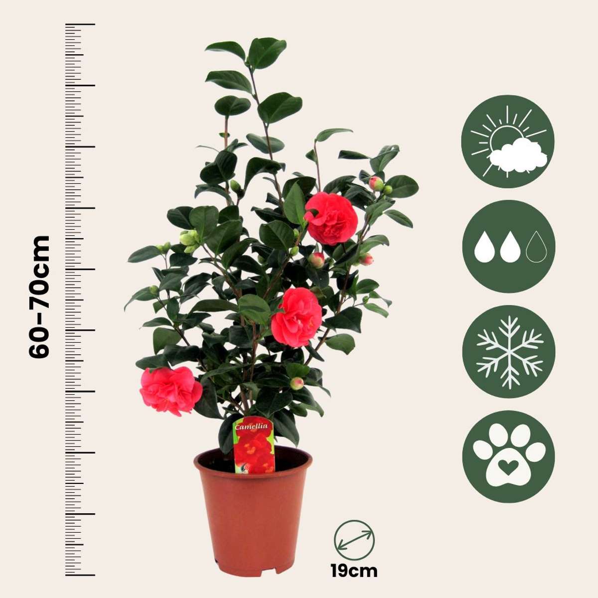 Florastore Japanische Rose - Camellia Japonica 'Lady Campbell' - Höhe 60-70Cm - ⌀19Cm