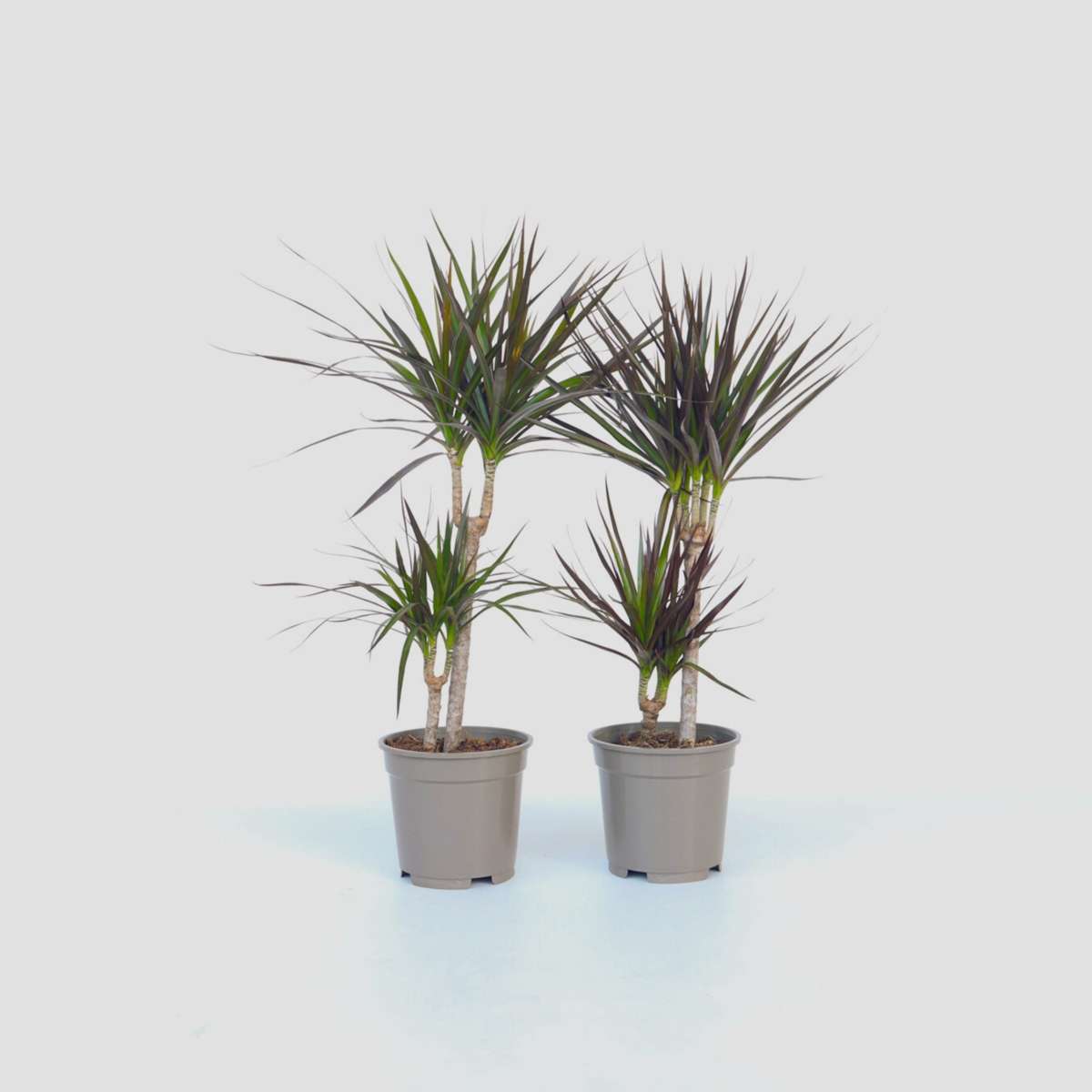 Florastore Drachenbaum - 4 Stk - Dracaena Marginata - Höhe 70-80Cm - ⌀17Cm