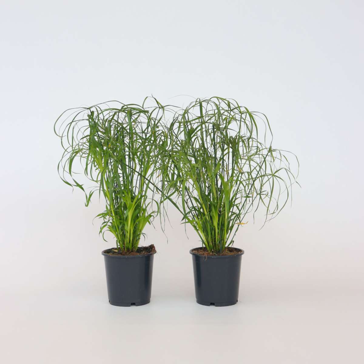 Florastore Regenschirm Segge - 2 Stk - Cyperus Alternifolius - Höhe 40-50Cm - ⌀14Cm