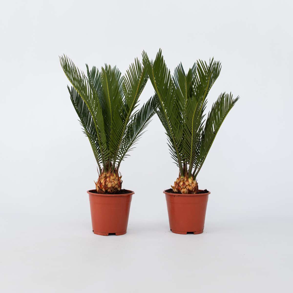 Florastore Sagopalmfarn - 2 Stk - Cycas Revoluta - Höhe 45-60Cm - ⌀15Cm