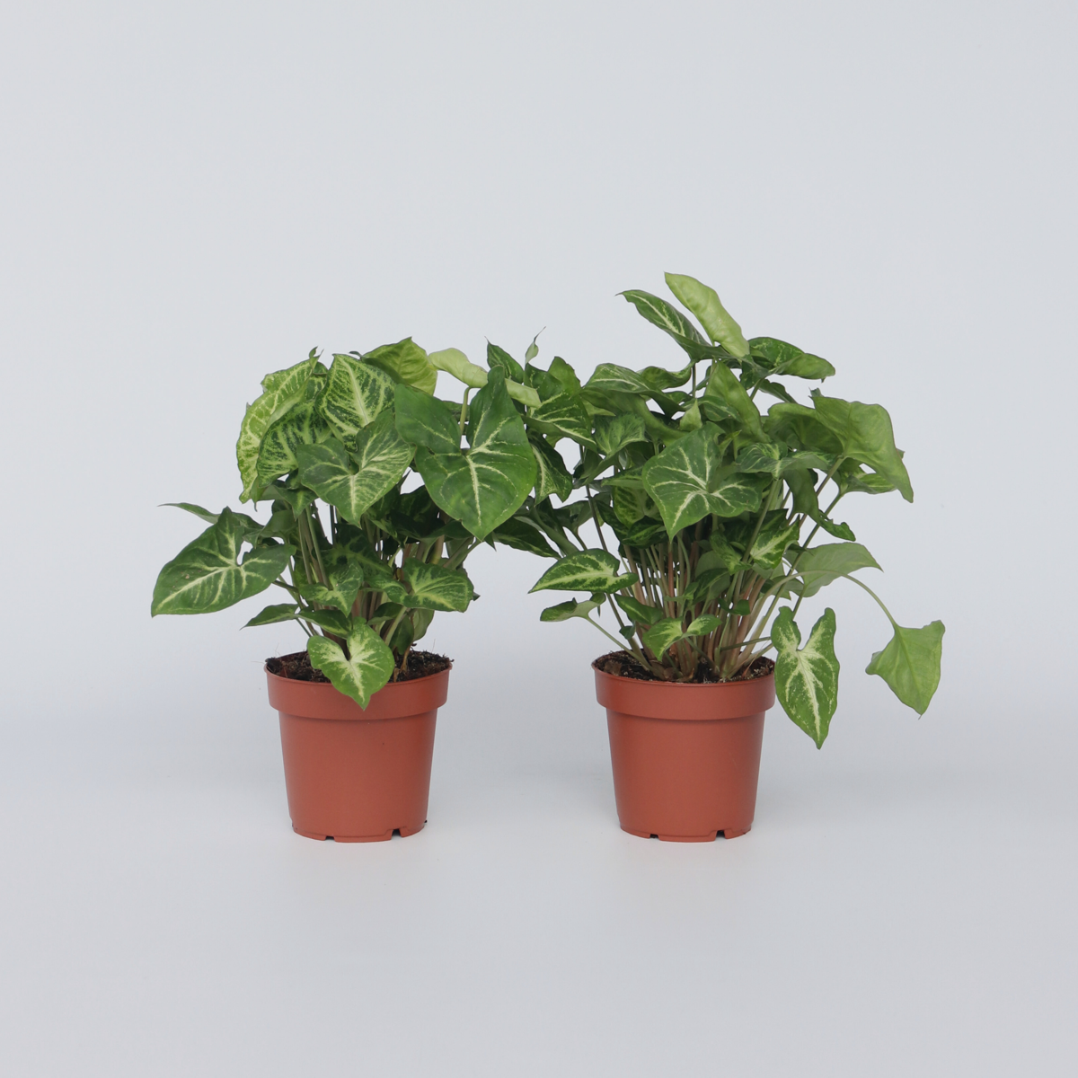 Florastore Purpurtute - 2 Stk - Syngonium Podophyllum 'Pixie' - Höhe 25-40Cm - ⌀12Cm