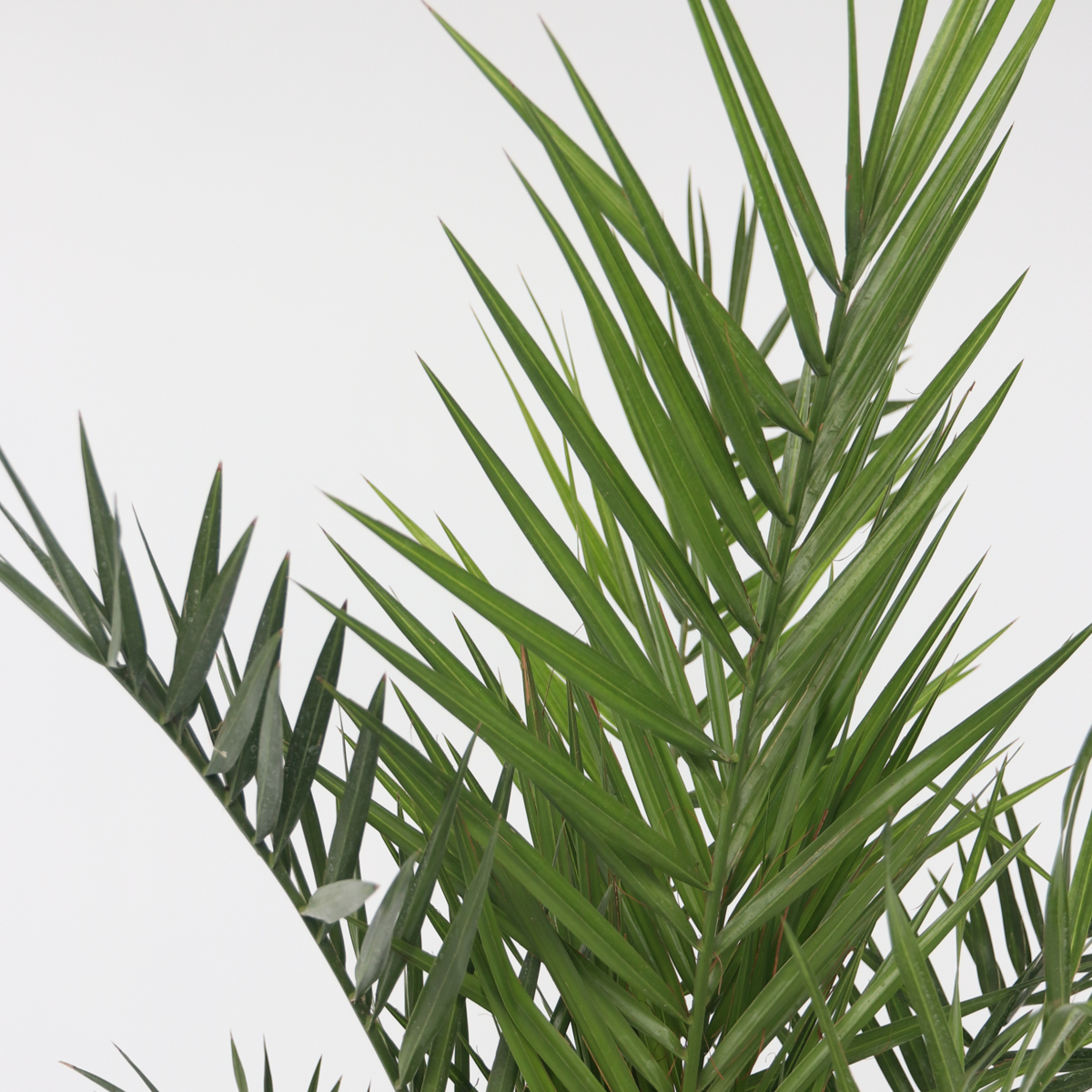 Florastore Kanarische Dattelpalme - 2 Stk - Phoenix Canariensis - Höhe 80-100Cm - ⌀19Cm