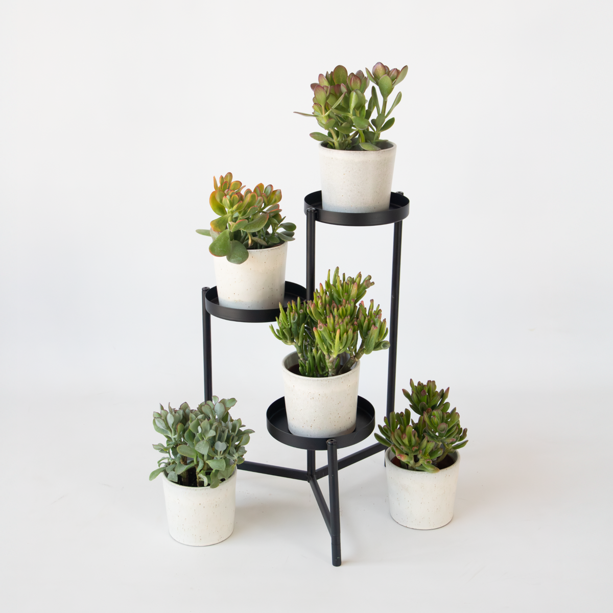 Florastore Jadepflanze - Crassula Arborescens 'Curly' - Höhe 15-25 Cm - Topf 12 Cm