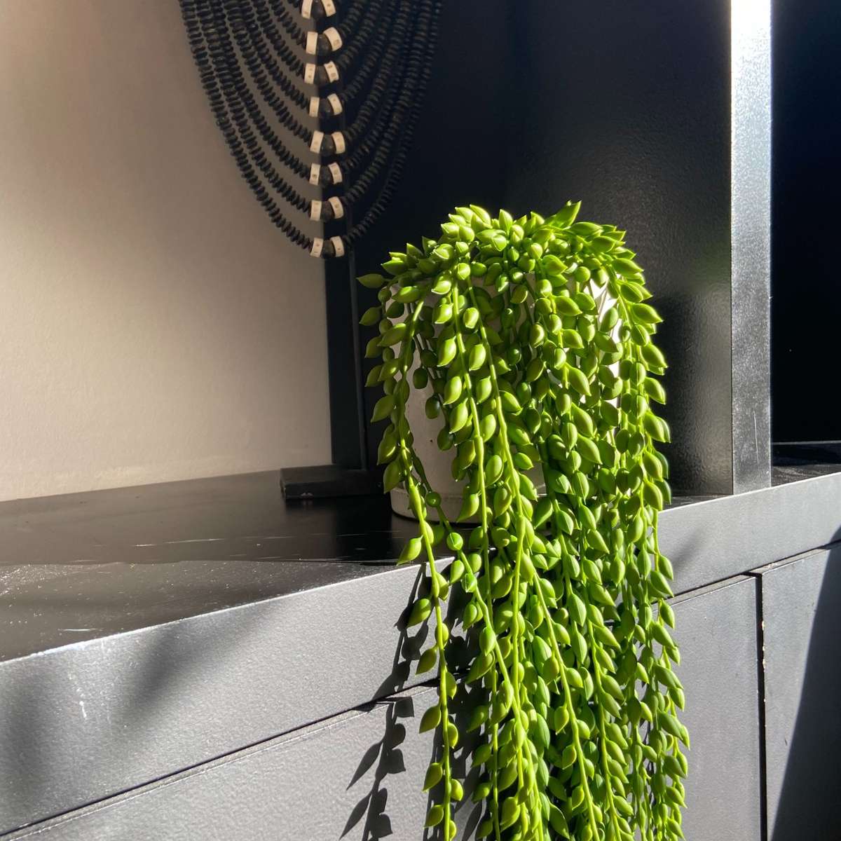 Florastore Künstlicher Senecio – Höhe 90Cm