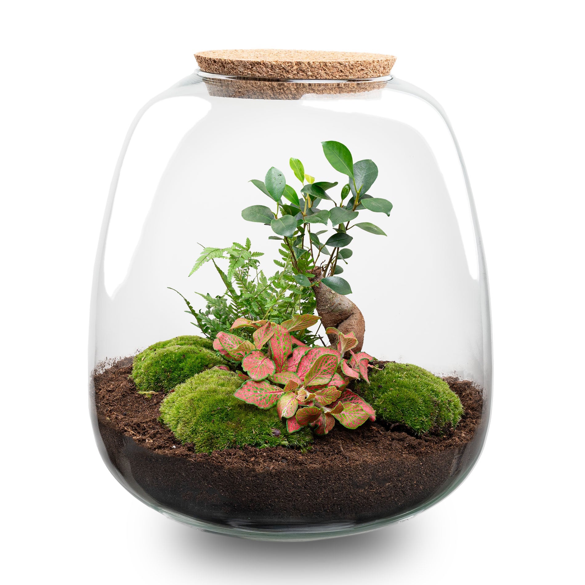 Terrarium Diy Kit - Emma - Diy Kit - ↑ 25 Cm - Ø 23 Cm