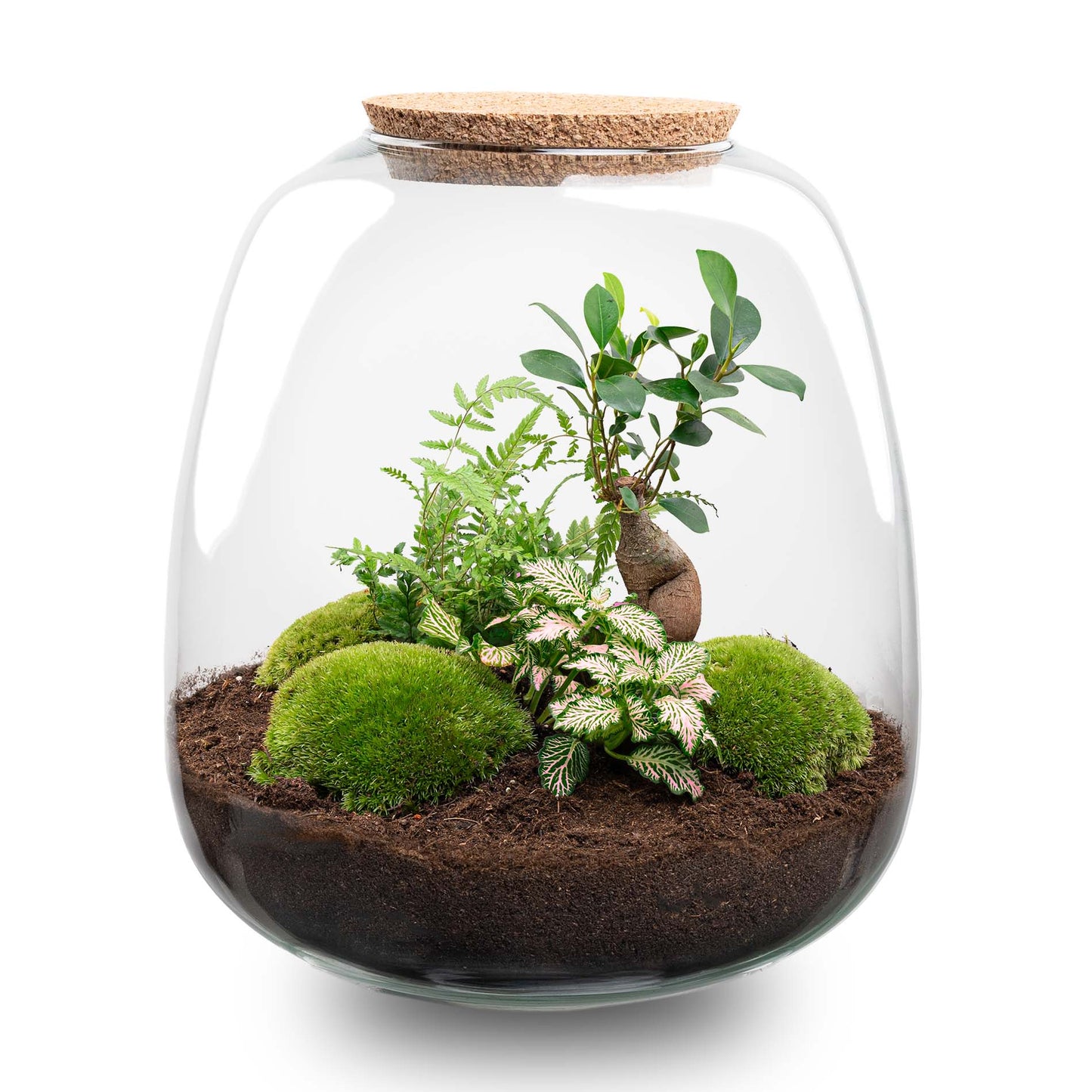 Terrarium Diy Kit - Emma - Diy Kit - ↑ 25 Cm - Ø 23 Cm