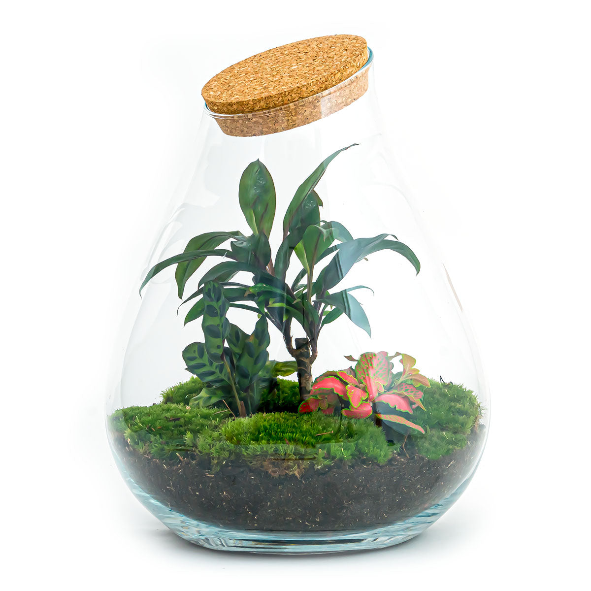 Terrarium Diy Kit - Drop Xl Palm - Bottle Garden - ↑ 37 Cm