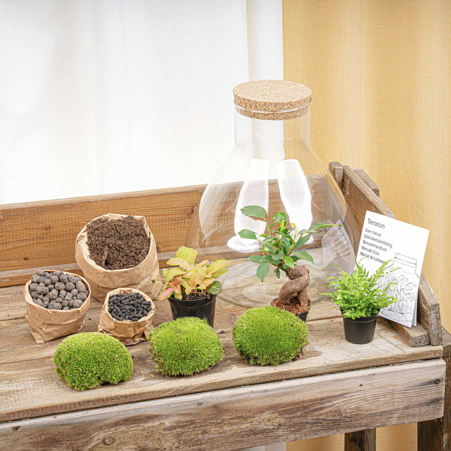 Terrarium Diy Kit - Sam Xl Bonsai -  Fittonia - Fern -  Bottle Garden - ↑ 35 Cm