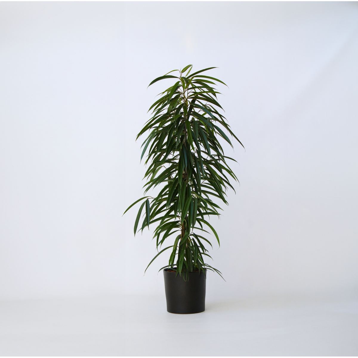 Florastore Geigenpflanze - Ficus Binnendijkii - Höhe 100-110Cm - ⌀21Cm
