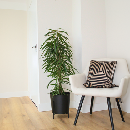 Florastore Geigenpflanze - Ficus Binnendijkii - Höhe 100-110Cm - ⌀21Cm