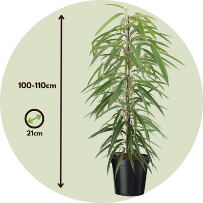 Florastore Geigenpflanze - Ficus Binnendijkii - Höhe 100-110Cm - ⌀21Cm