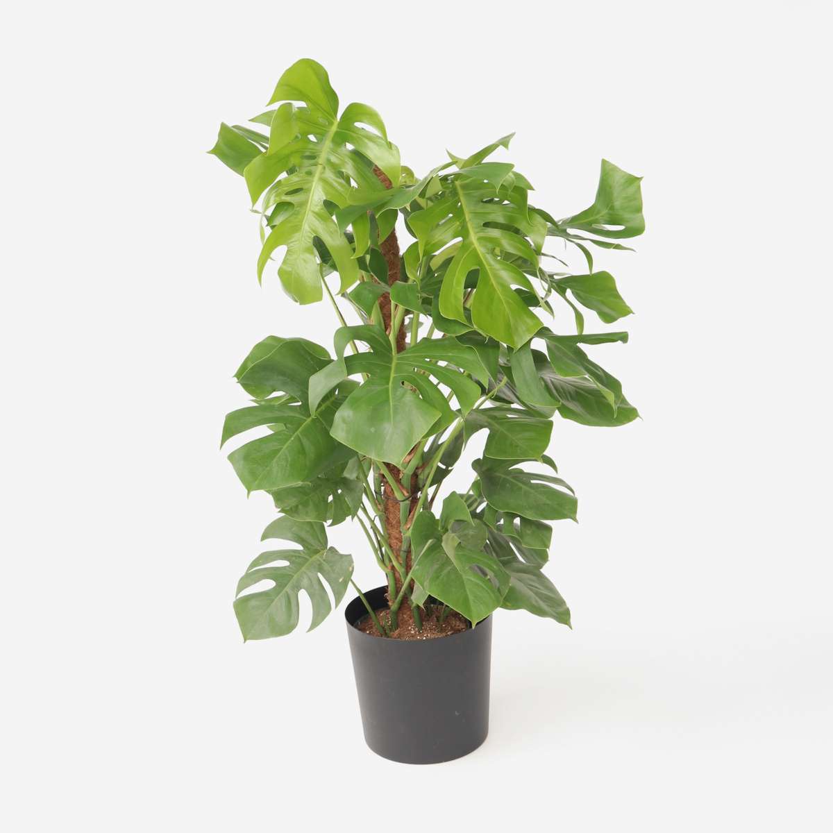 Florastore Fensterblatt - Monstera Deliciosa - Höhe 120-130Cm - ⌀24Cm