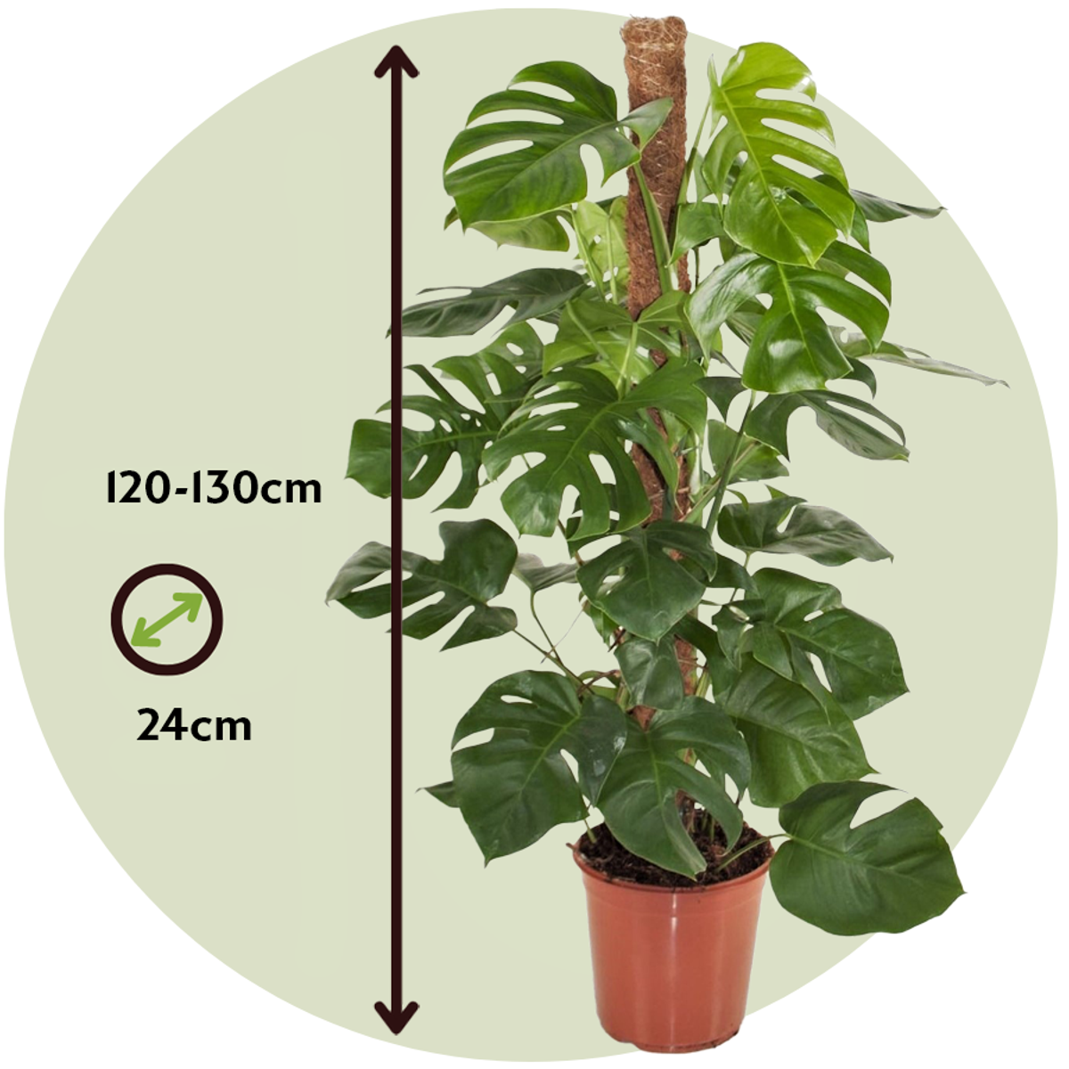 Florastore Fensterblatt - Monstera Deliciosa - Höhe 120-130Cm - ⌀24Cm