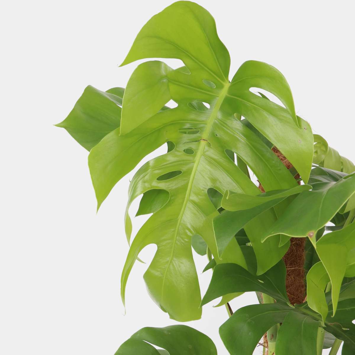 Florastore Fensterblatt - Monstera Deliciosa - Höhe 120-130Cm - ⌀24Cm