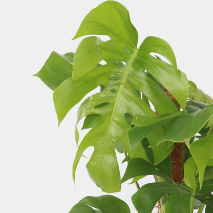Florastore Fensterblatt - Monstera Deliciosa - Höhe 120-130Cm - ⌀24Cm