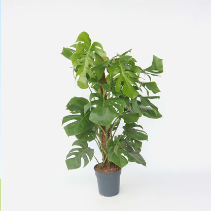 Florastore Fensterblatt - Monstera Deliciosa - Höhe 120-130Cm - ⌀24Cm