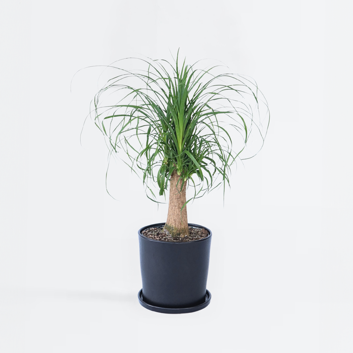 Florastore Elefantenfuß - Beaucarnea 'Recurvata' - Höhe 60-70Cm - ⌀21Cm