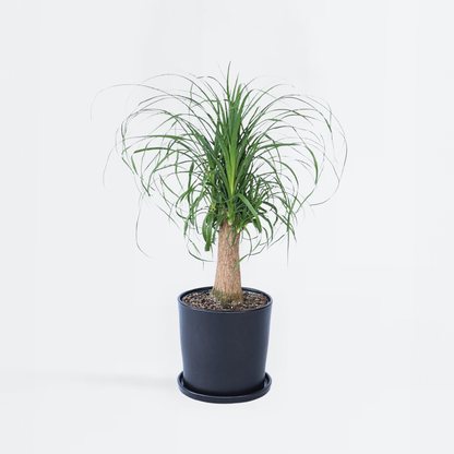 Florastore Elefantenfuß - Beaucarnea 'Recurvata' - Höhe 60-70Cm - ⌀21Cm