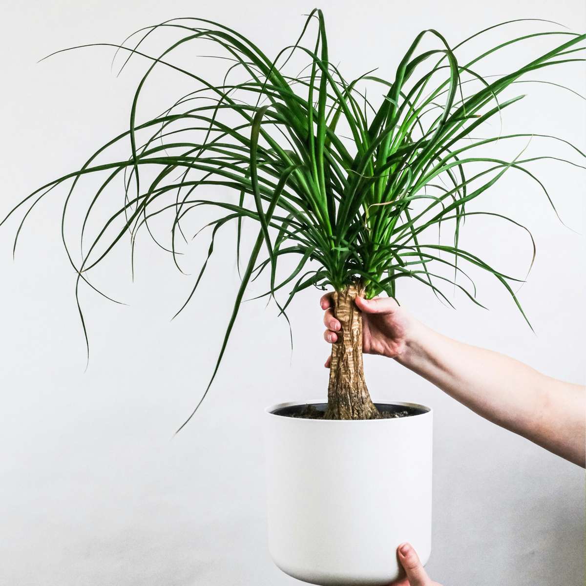 Florastore Elefantenfuß - Beaucarnea 'Recurvata' - Höhe 60-70Cm - ⌀21Cm