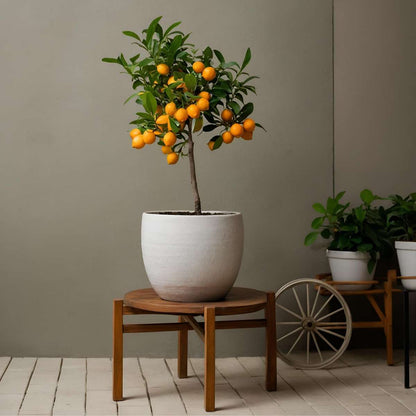 Florastore Orangenbaum - Citrus Mitis 'Calamondin' - Höhe 55-65Cm - ⌀19Cm