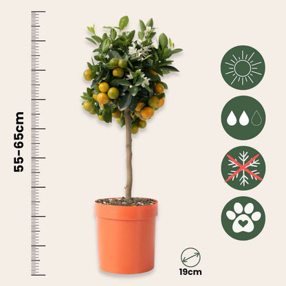 Florastore Orangenbaum - Citrus Mitis 'Calamondin' - Höhe 55-65Cm - ⌀19Cm