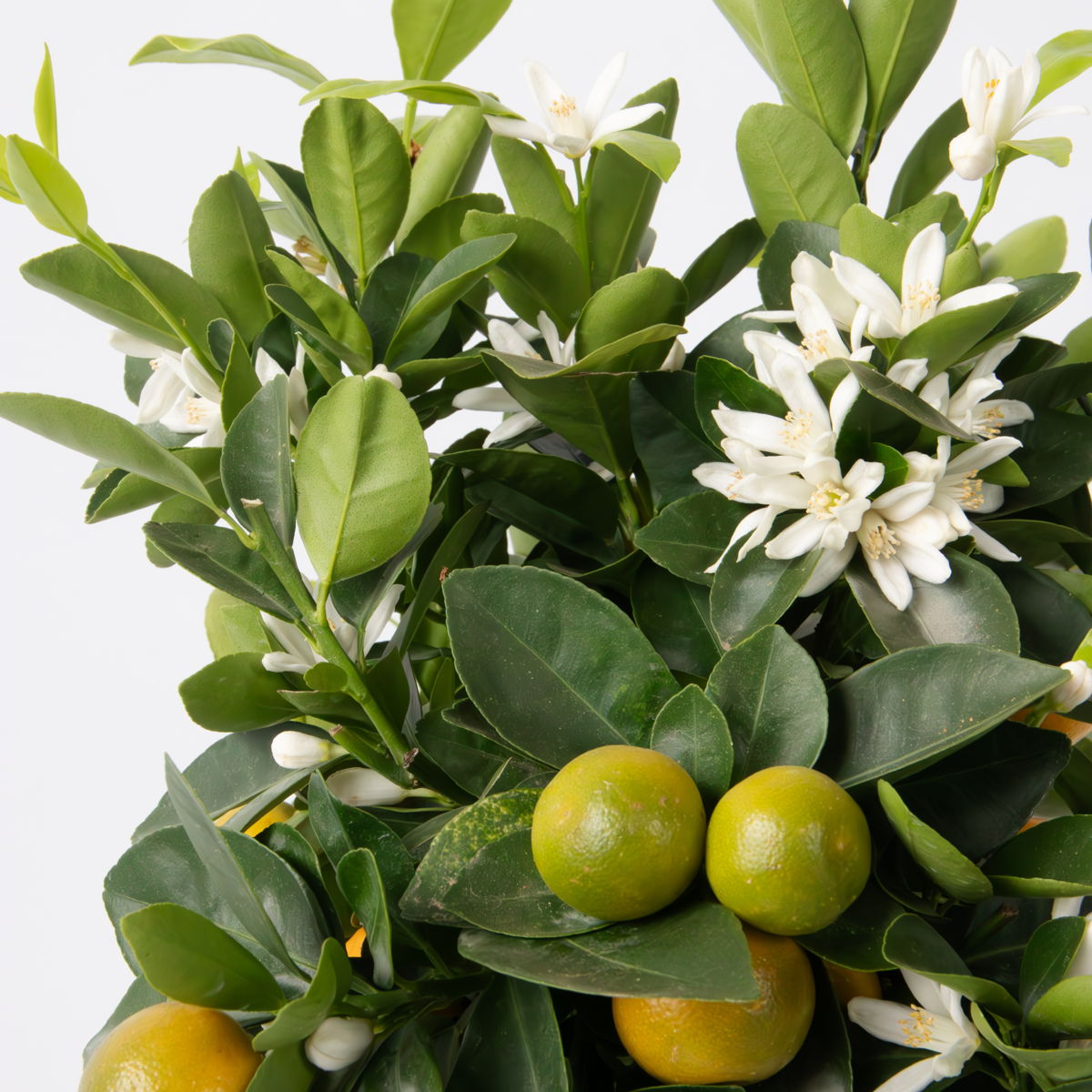 Florastore Orangenbaum - Citrus Mitis 'Calamondin' - Höhe 55-65Cm - ⌀19Cm