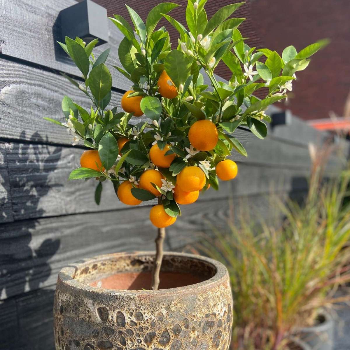 Florastore Orangenbaum - Citrus Mitis 'Calamondin' - Höhe 55-65Cm - ⌀19Cm