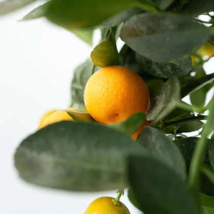 Florastore Orangenbaum - Citrus Mitis 'Calamondin' - Höhe 55-65Cm - ⌀19Cm