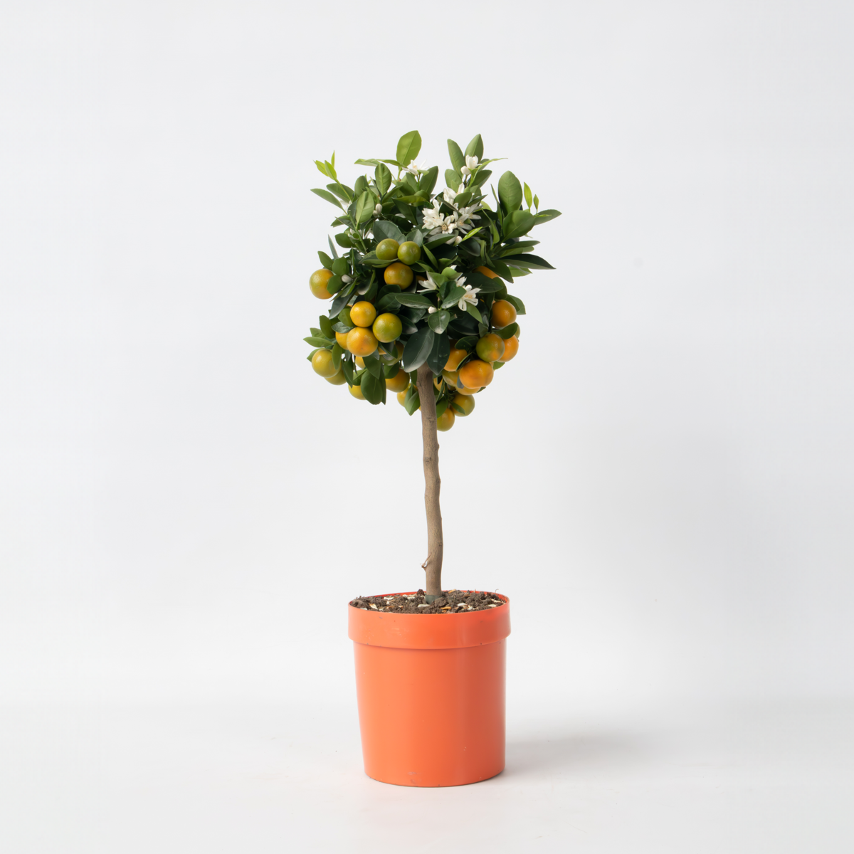 Florastore Orangenbaum - Citrus Mitis 'Calamondin' - Höhe 55-65Cm - ⌀19Cm