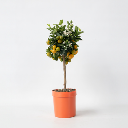 Florastore Orangenbaum - Citrus Mitis 'Calamondin' - Höhe 55-65Cm - ⌀19Cm