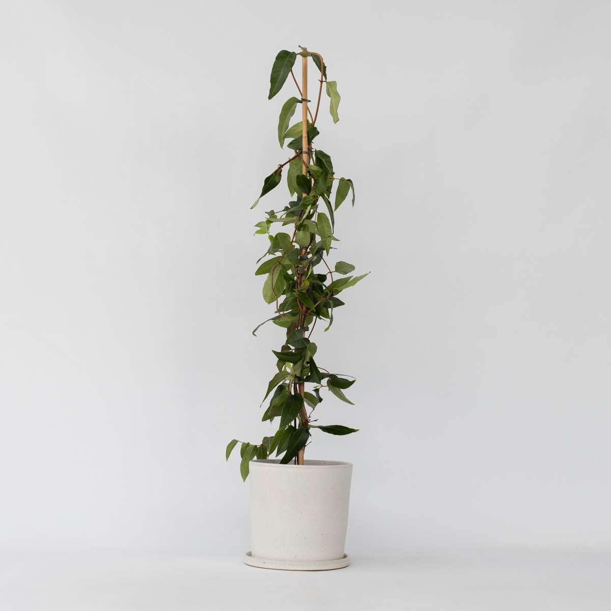 Florastore Geißblatt - Lonicera Henryi 'Copper Beauty' - Höhe 110-120Cm - ⌀17Cm