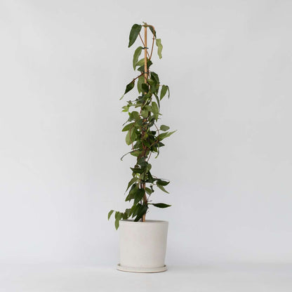 Florastore Geißblatt - Lonicera Henryi 'Copper Beauty' - Höhe 110-120Cm - ⌀17Cm