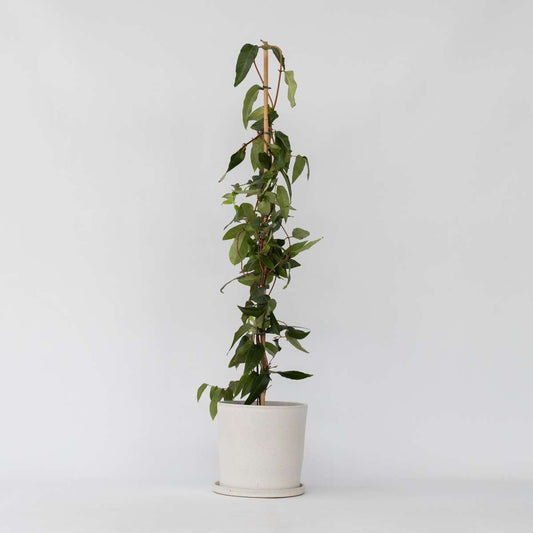 Florastore Geißblatt - Lonicera Henryi 'Copper Beauty' - Höhe 110-120Cm - ⌀17Cm