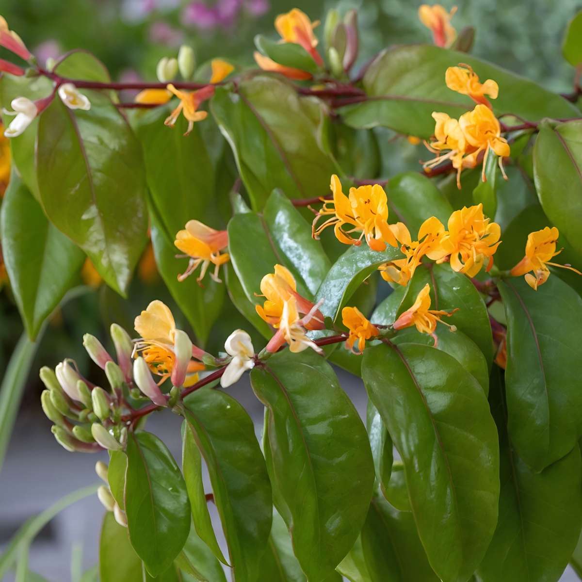 Florastore Geißblatt - Lonicera Henryi 'Copper Beauty' - Höhe 110-120Cm - ⌀17Cm