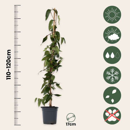 Florastore Geißblatt - Lonicera Henryi 'Copper Beauty' - Höhe 110-120Cm - ⌀17Cm