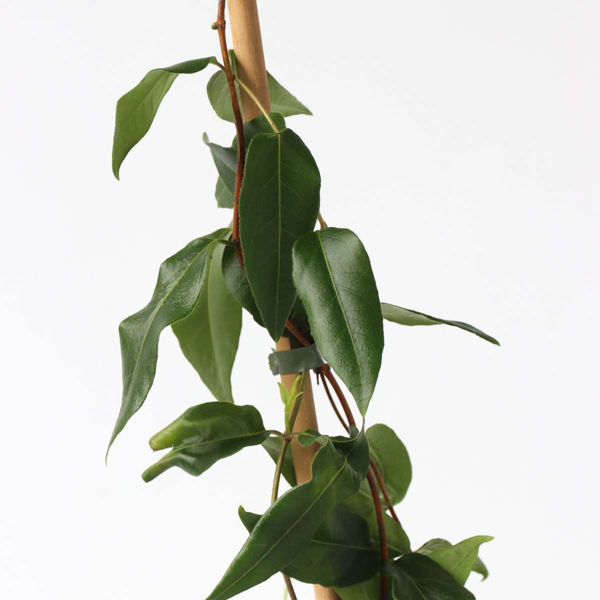 Florastore Geißblatt - Lonicera Henryi 'Copper Beauty' - Höhe 110-120Cm - ⌀17Cm