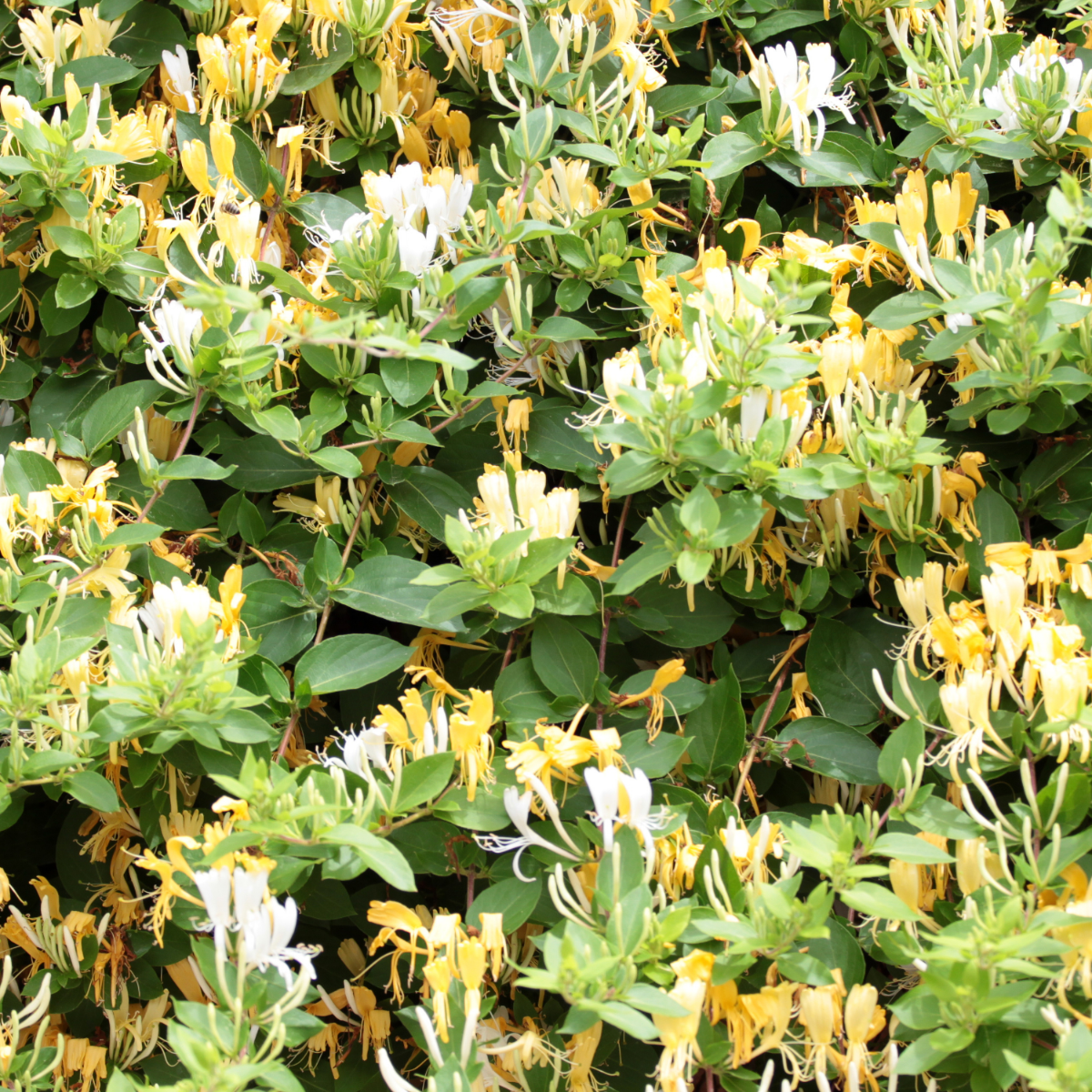 Florastore Geißblatt - Lonicera Henryi 'Copper Beauty' - Höhe 110-120Cm - ⌀17Cm