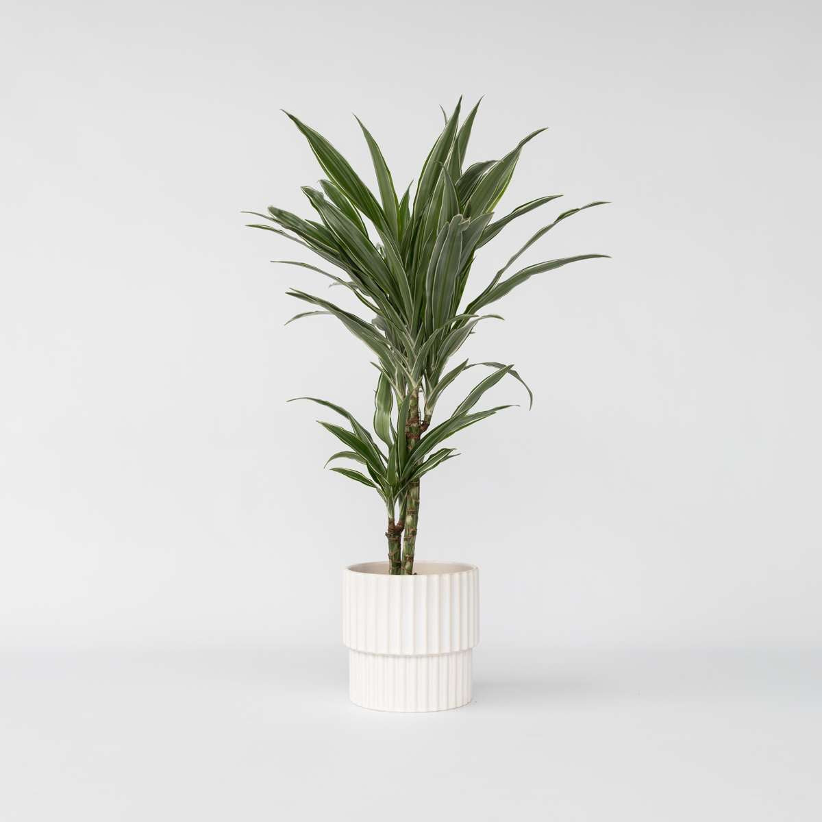 Florastore Drachenbaum - Dracaena Deremensis 'Warneckei' - Höhe 60-70Cm - ⌀17Cm