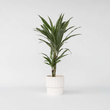 Florastore Drachenbaum - Dracaena Deremensis 'Warneckei' - Höhe 60-70Cm - ⌀17Cm