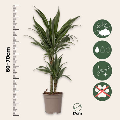 Florastore Drachenbaum - Dracaena Deremensis 'Warneckei' - Höhe 60-70Cm - ⌀17Cm