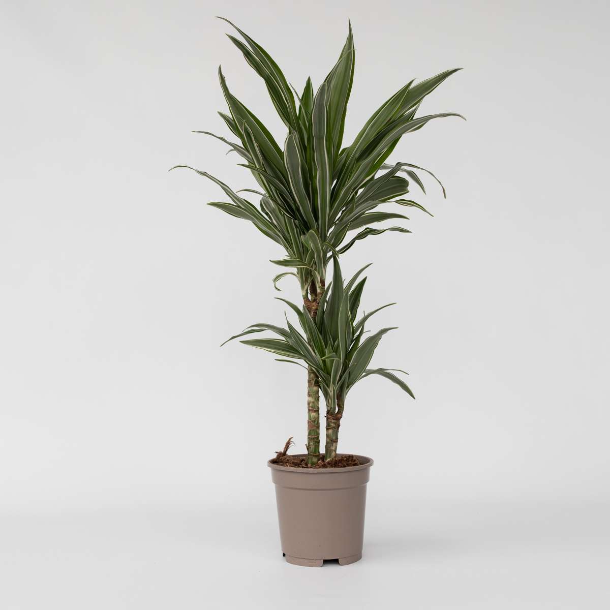Florastore Drachenbaum - Dracaena Deremensis 'Warneckei' - Höhe 60-70Cm - ⌀17Cm