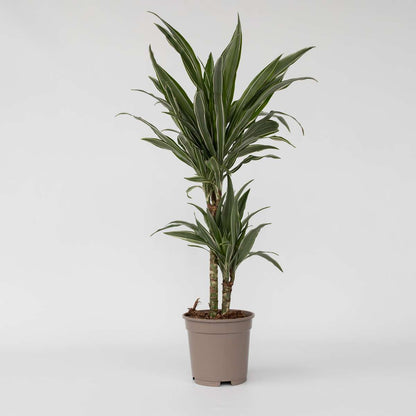 Florastore Drachenbaum - Dracaena Deremensis 'Warneckei' - Höhe 60-70Cm - ⌀17Cm